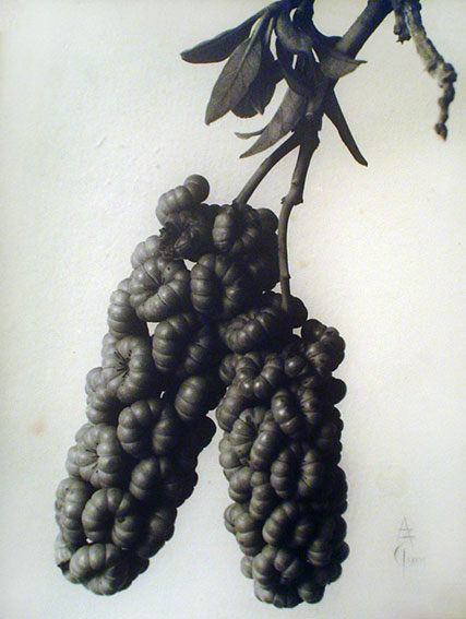 Phytolacca dioica ombú, fruto en amento