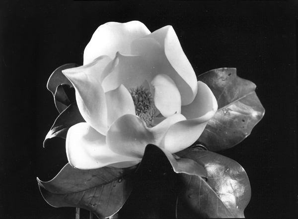 Magnolia