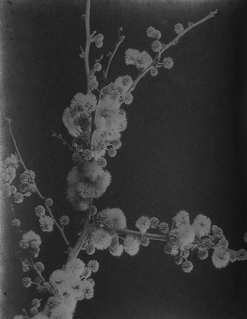 Acacia caven espinillo, ramita en flor