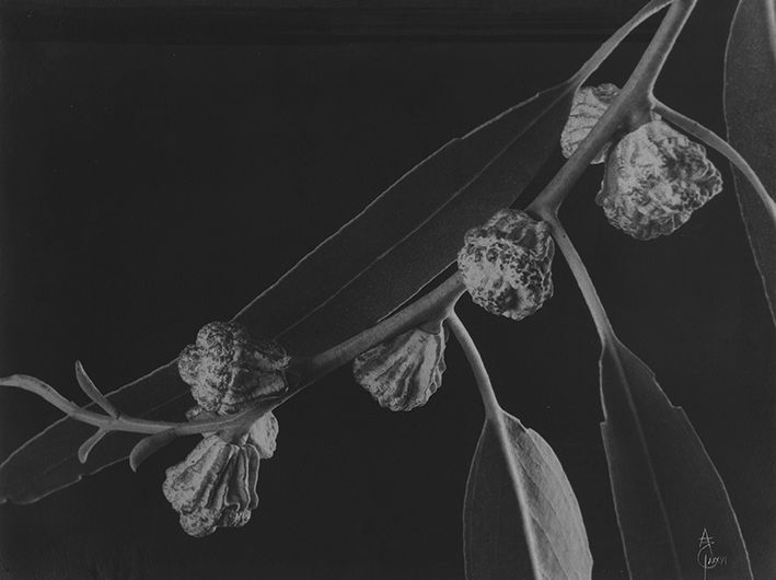 Eucalyptus globulus, botones florales