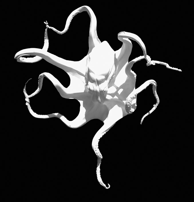 Octopus Vulgaris