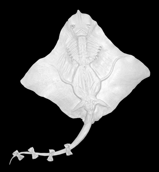 Manta Raya