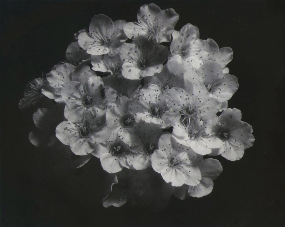 Spiraea cantoniensis, corona de novia
